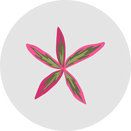 Bullowa Haircare Instant Dye Shampoo