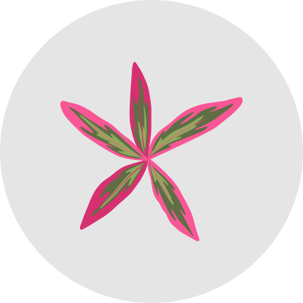 Bullowa Haircare Instant Dye Shampoo