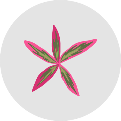 Bullowa Haircare Instant Dye Shampoo